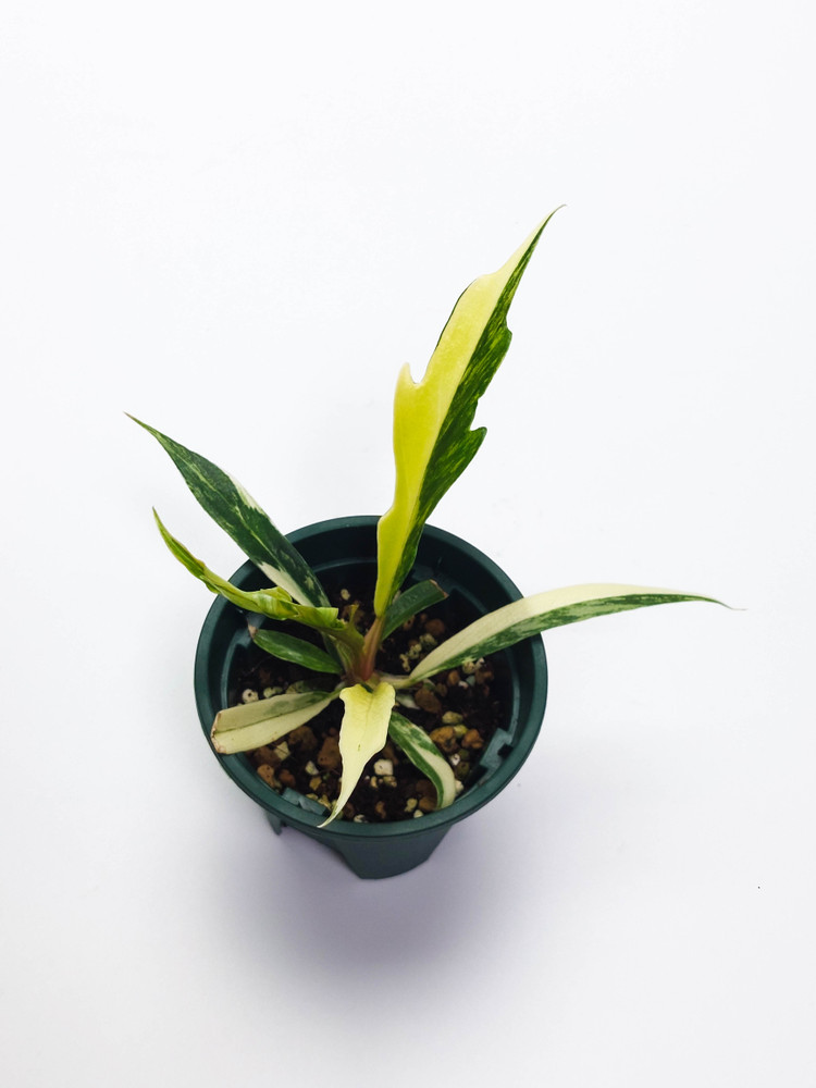 필로덴드론 토텀 바리 4종류--2