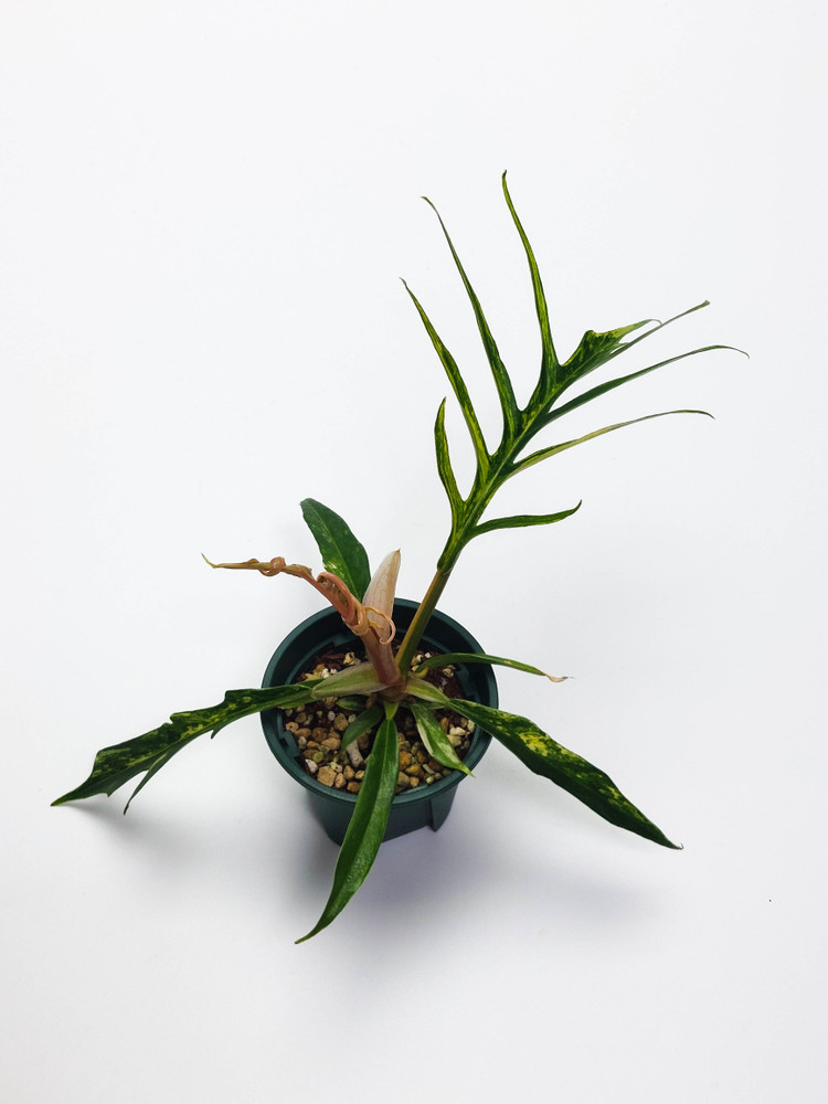 필로덴드론 토텀 바리 4종류--3