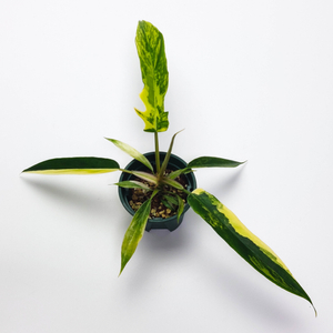 필로덴드론 뷰티x토텀 바리에가타 3종류