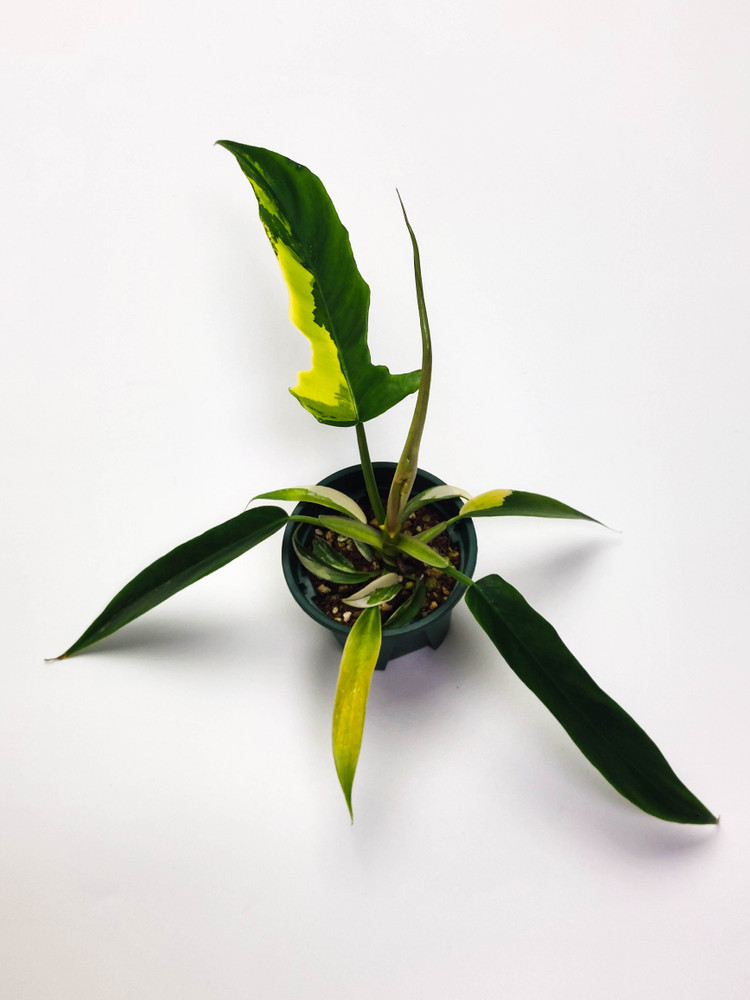 필로덴드론 뷰티x토텀 바리에가타 3종류--1