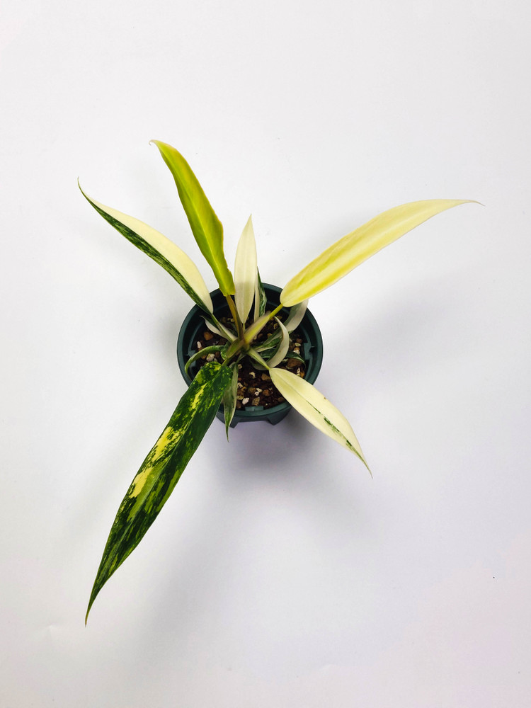 필로덴드론 뷰티x토텀 바리에가타 3종류--2