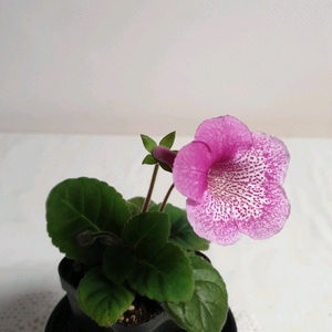 Dxs Flood of time(시광홍류) 미니신닌기아 이미지