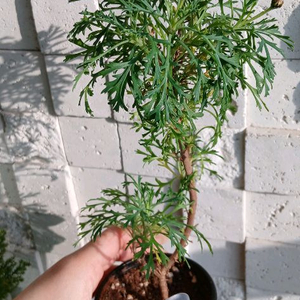 딸기쇼트 일본목