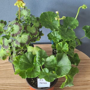 제라늄3종(taz몽쉐.리사마농.여름석양)