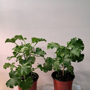 캔디플라워 피치클라우드