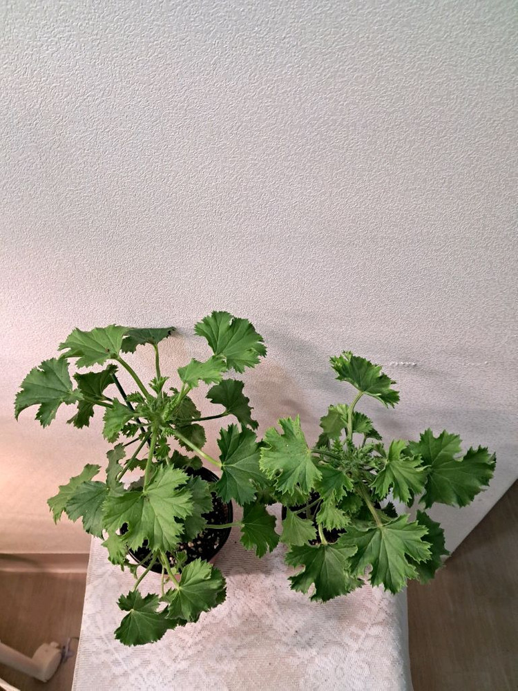 캔디플라워 피치클라우드--1