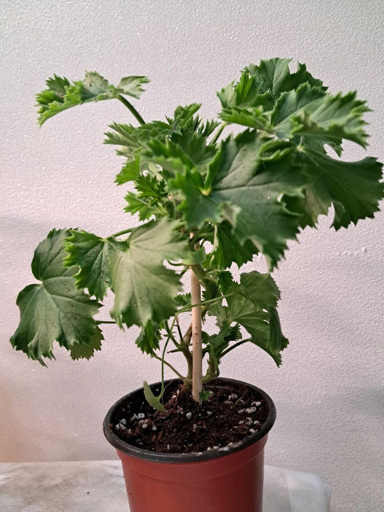 캔디플라워 피치클라우드--3