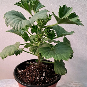 아리스토오키드