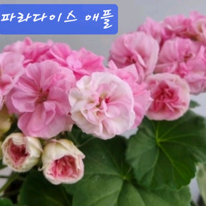 제라늄 ug파라다이스 애플