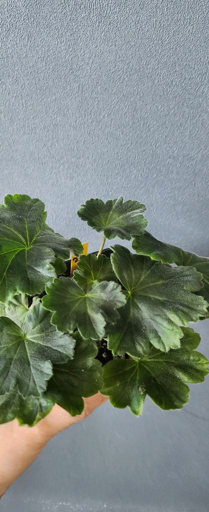 제라늄 3종(그린엘프.초연.몰타퍼스트레이디)--1