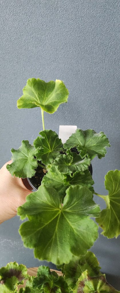 제라늄 3종(그린엘프.초연.몰타퍼스트레이디)--2