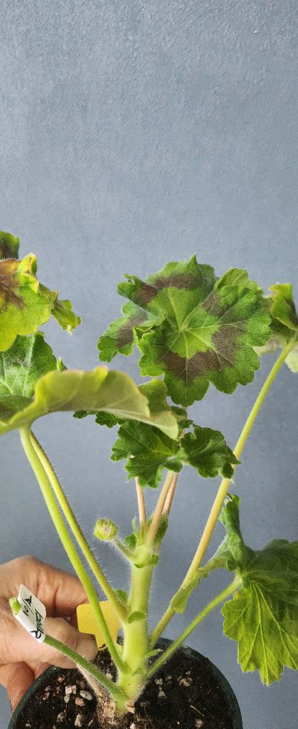 제라늄 3종(그린엘프.초연.몰타퍼스트레이디)--3