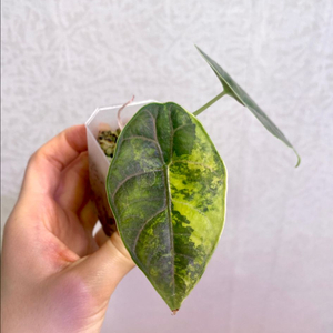 알로카시아 아즈라니 옐로우 바리에가타