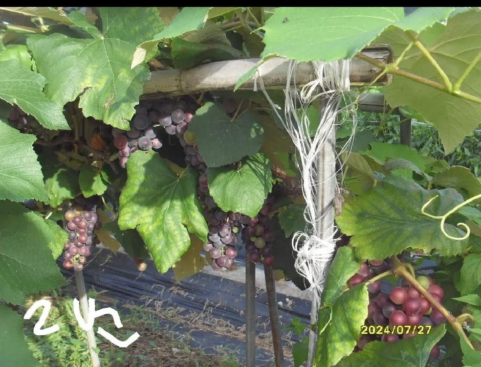 삼성 디카 판매 이미지