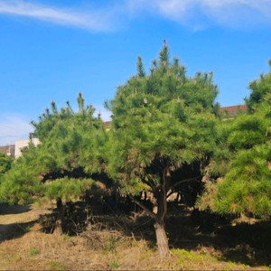 소나무 조경수 판매 용인 포곡읍, 주당 10 만원 이미지