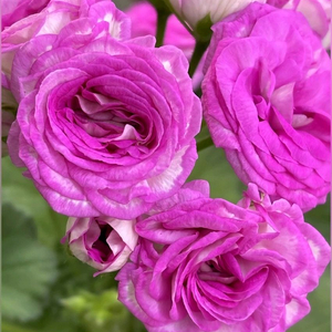 UG 마드리드 법원의 비밀 UG 차밍레이지걸 UG여름의사치 러시아제라늄 3종