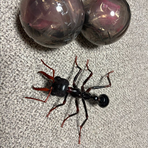 반다이 생물 대도감 불독개미 이미지