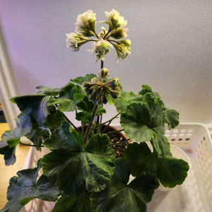 UG 그린엘프 대품 (꽃대2대 개화중)