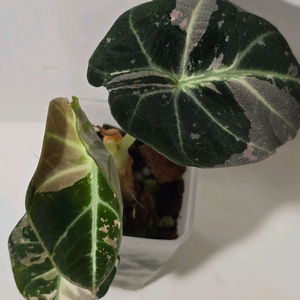 알로카시아 블랙벨벳 바리에가타 이미지