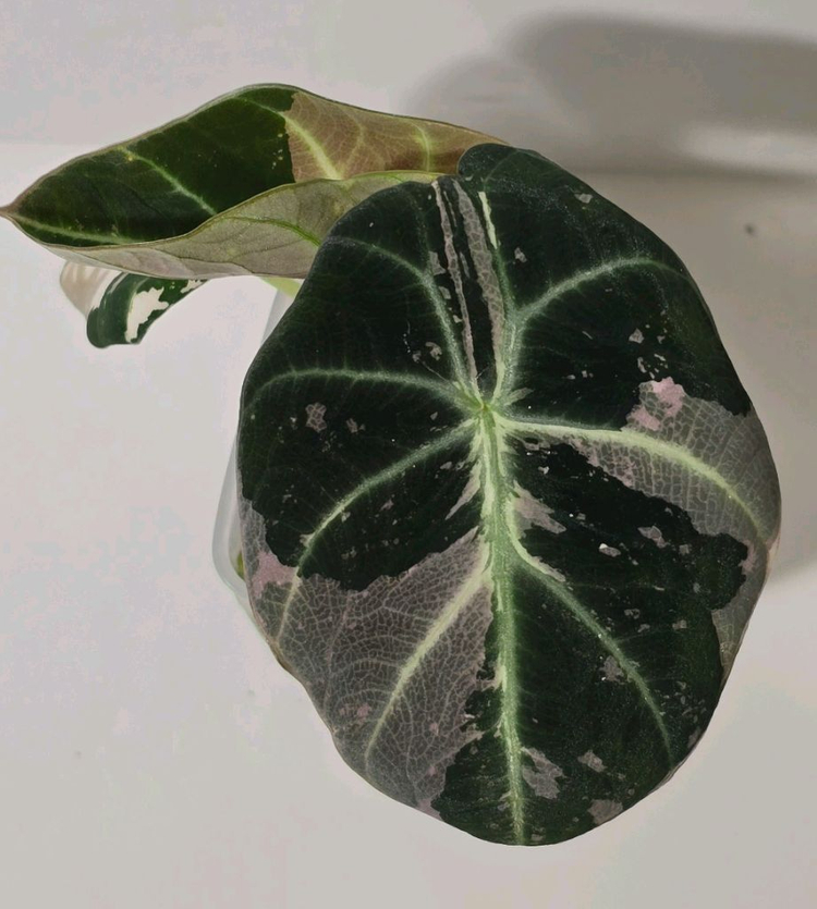 알로카시아 블랙벨벳 바리에가타 이미지