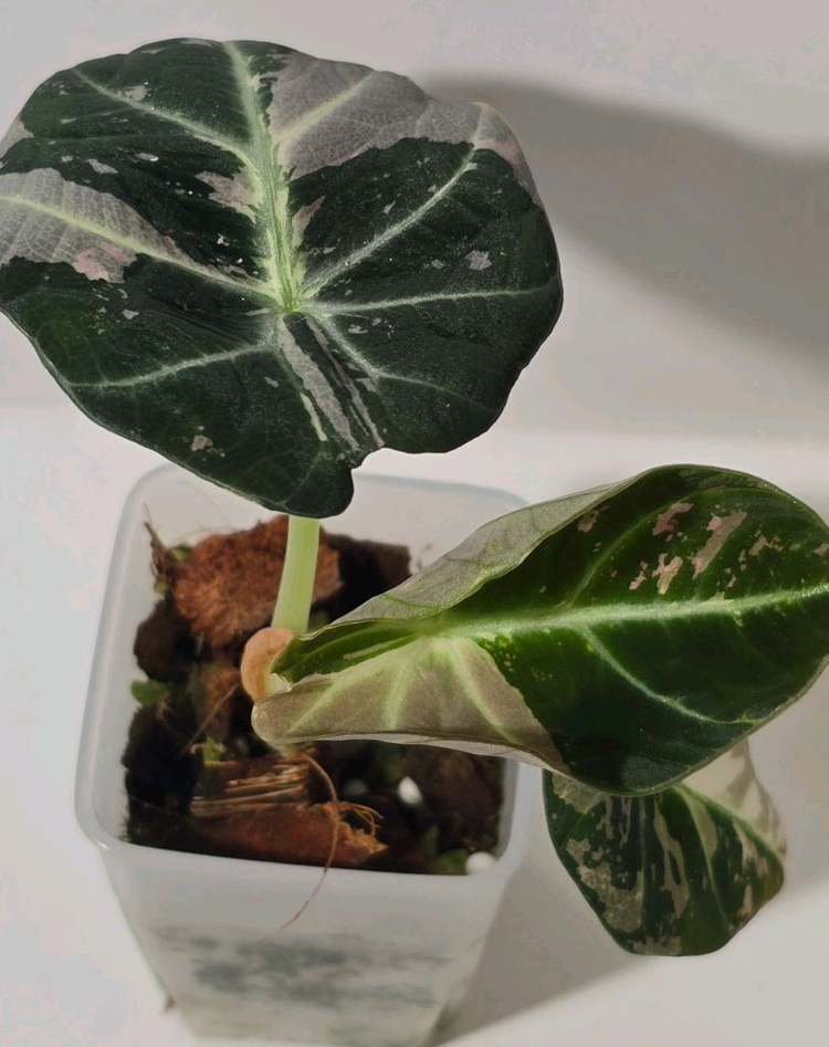 알로카시아 블랙벨벳 바리에가타 이미지