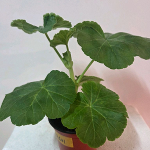 제라늄 블루루비