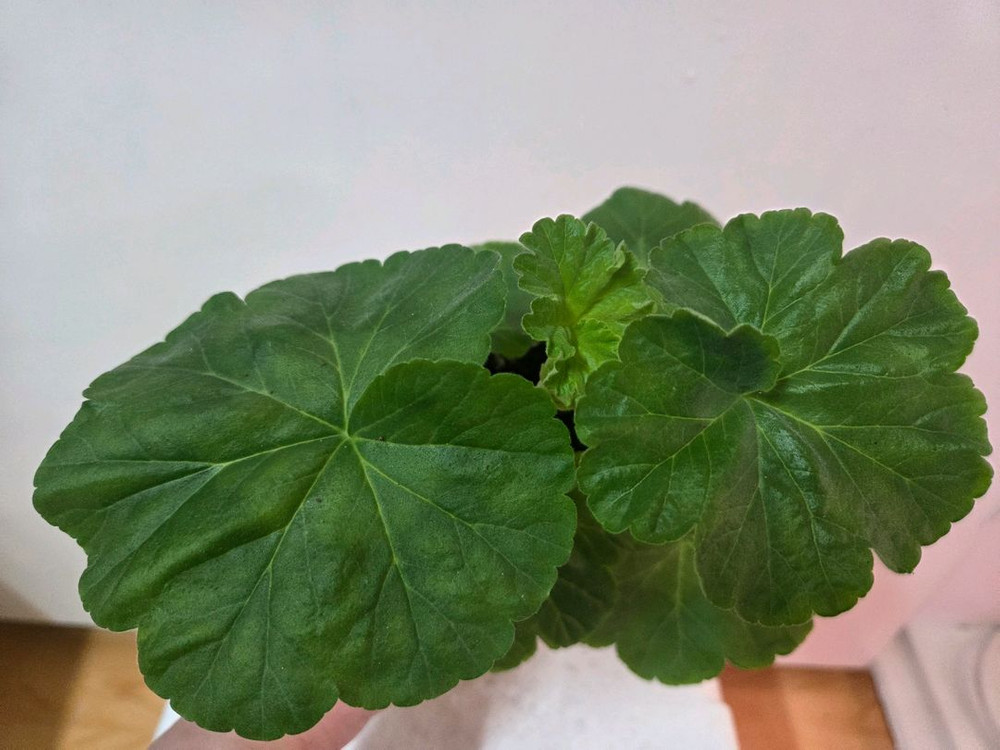 제라늄 블루루비--1