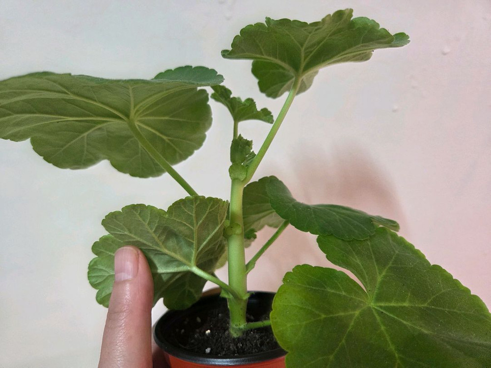 제라늄 블루루비--2