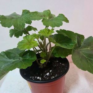 제라늄 가넷팔찌