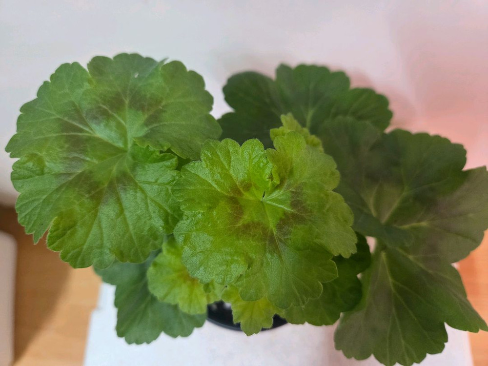 제라늄 가넷팔찌--1