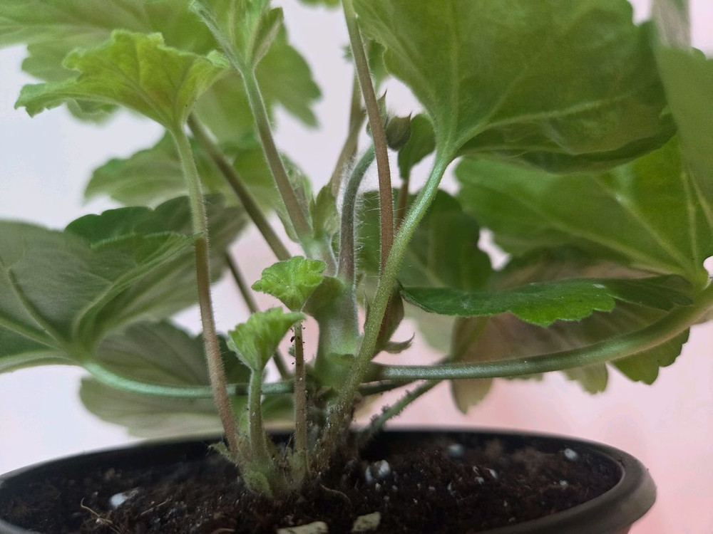 제라늄 가넷팔찌--2