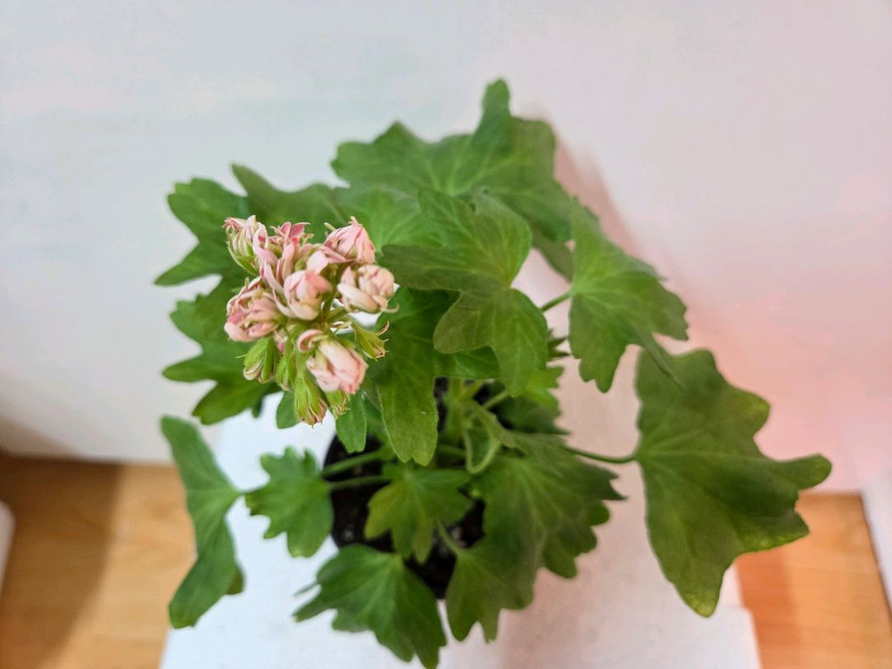 제라늄 해처럼--1