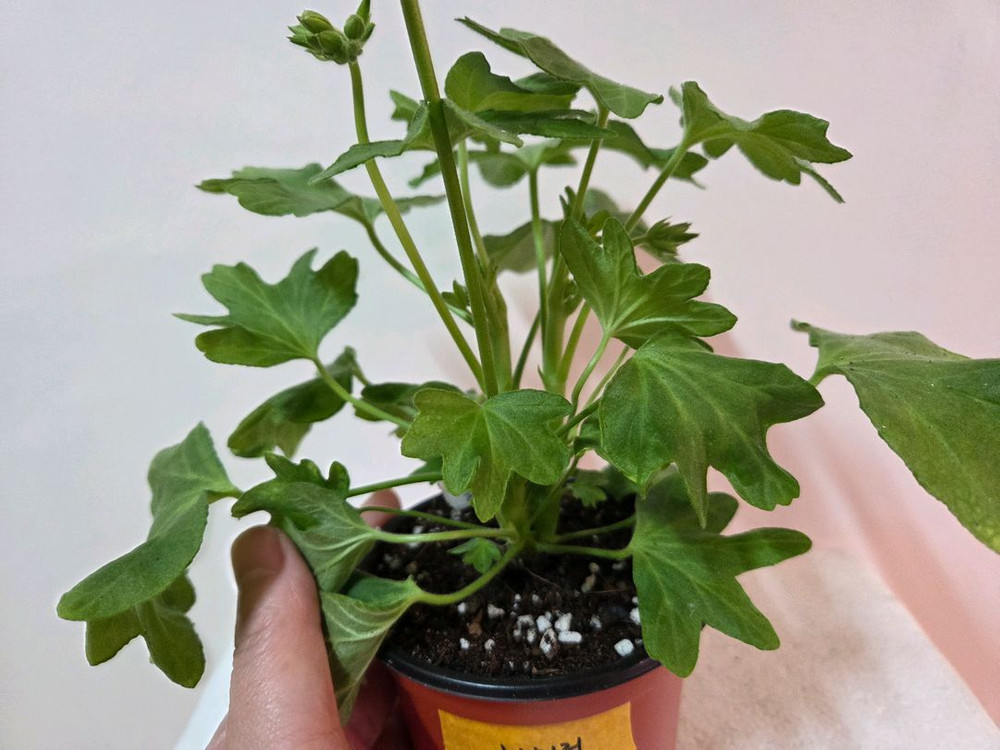 제라늄 해처럼--2