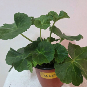 제라늄 타러브스토리