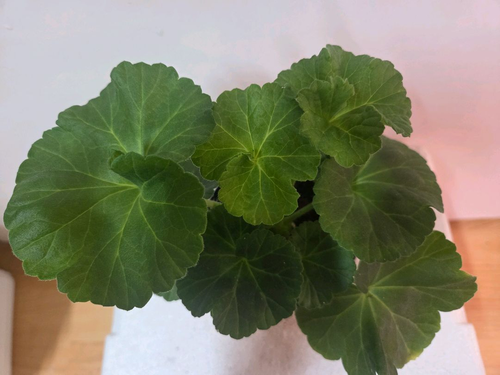 제라늄 타러브스토리--1