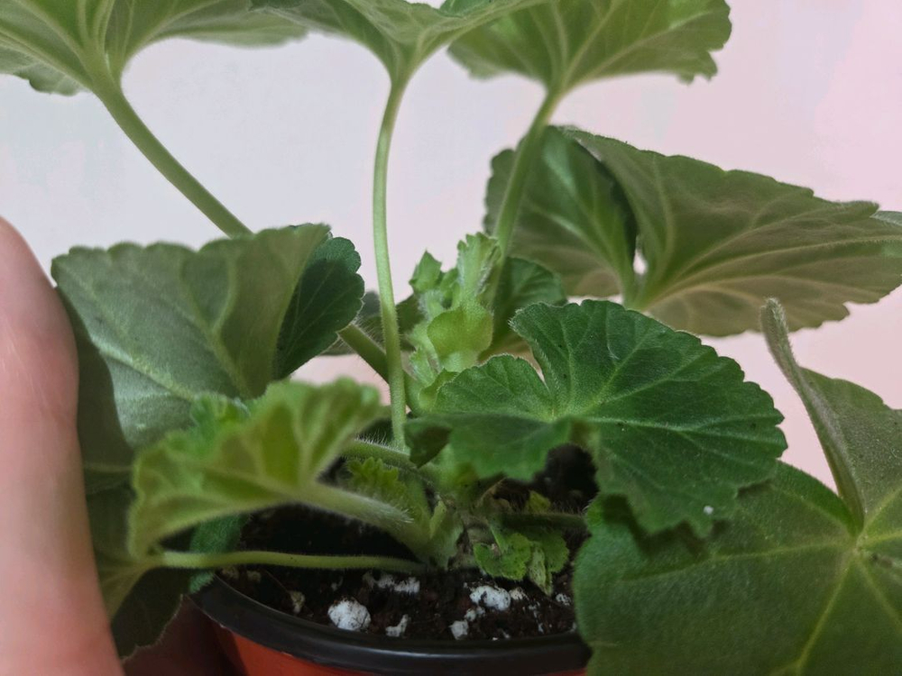 제라늄 타러브스토리--2