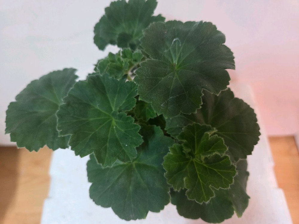 제라늄 UV 25.20--1