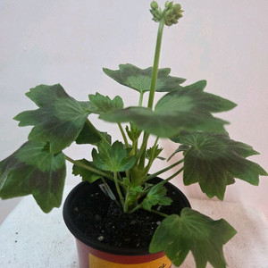 제라늄 오로라 쁘띠스타