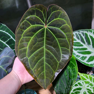 안스리움 에오스 파필