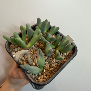 코노피튬 빌로붐 모둠 식물 이미지