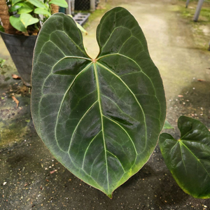 안스리움 갤럭시