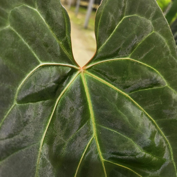 안스리움 갤럭시--1