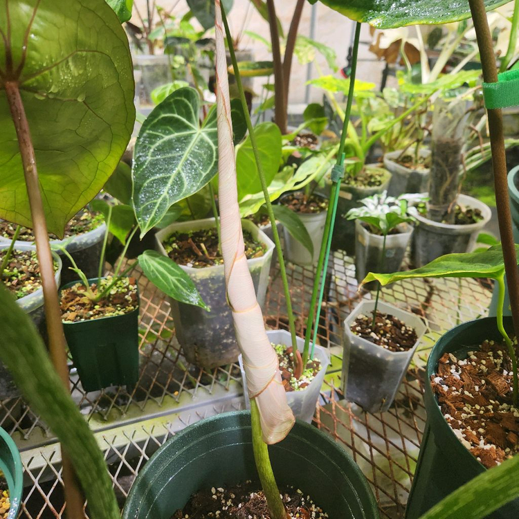 필로덴드론 글로리오섬 화이트베인 핑크백--1