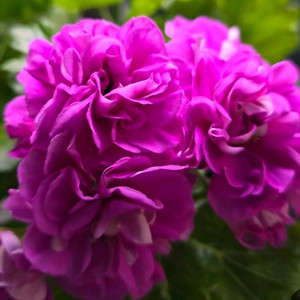 제라늄( 에이바 ㆍ남작부인)