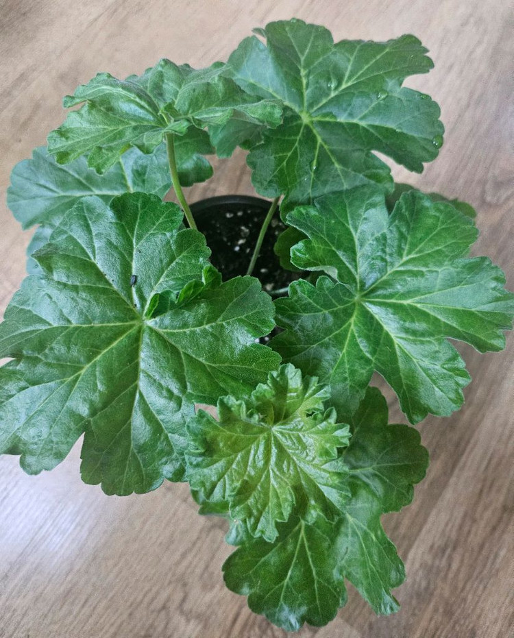 제라늄( 에이바 ㆍ남작부인)--1