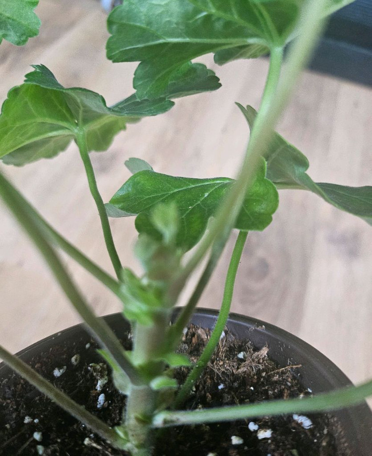 제라늄( 에이바 ㆍ남작부인)--2