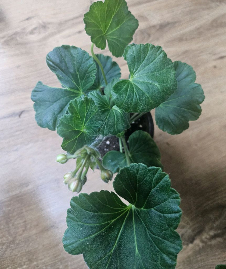 제라늄( 에이바 ㆍ남작부인)--3