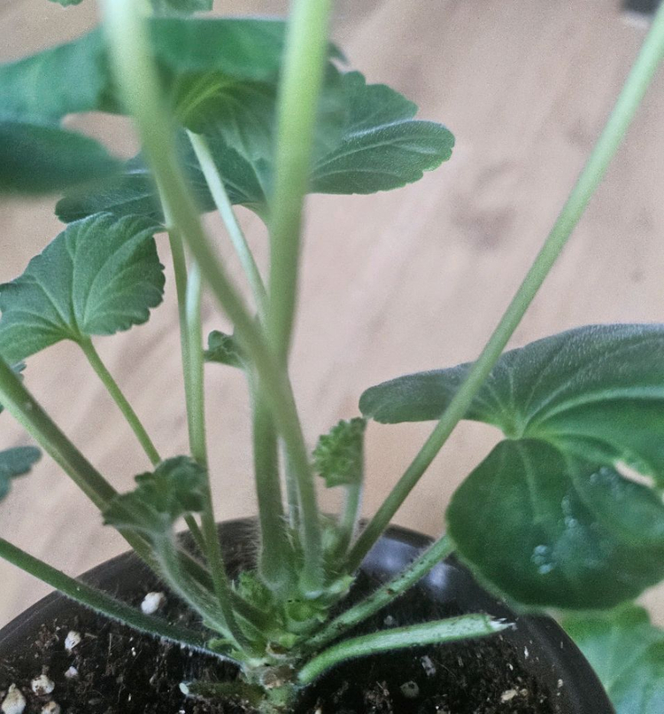 제라늄( 에이바 ㆍ남작부인)--4