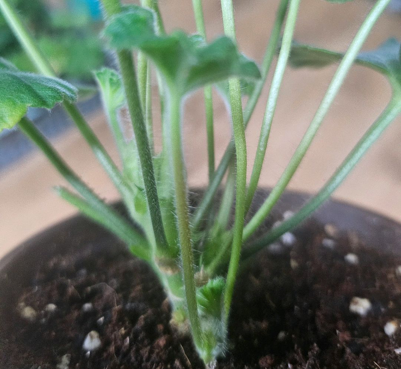 제라늄( 에이바 ㆍ남작부인)--5