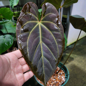 안스리움 블랙 고스트 선별개체